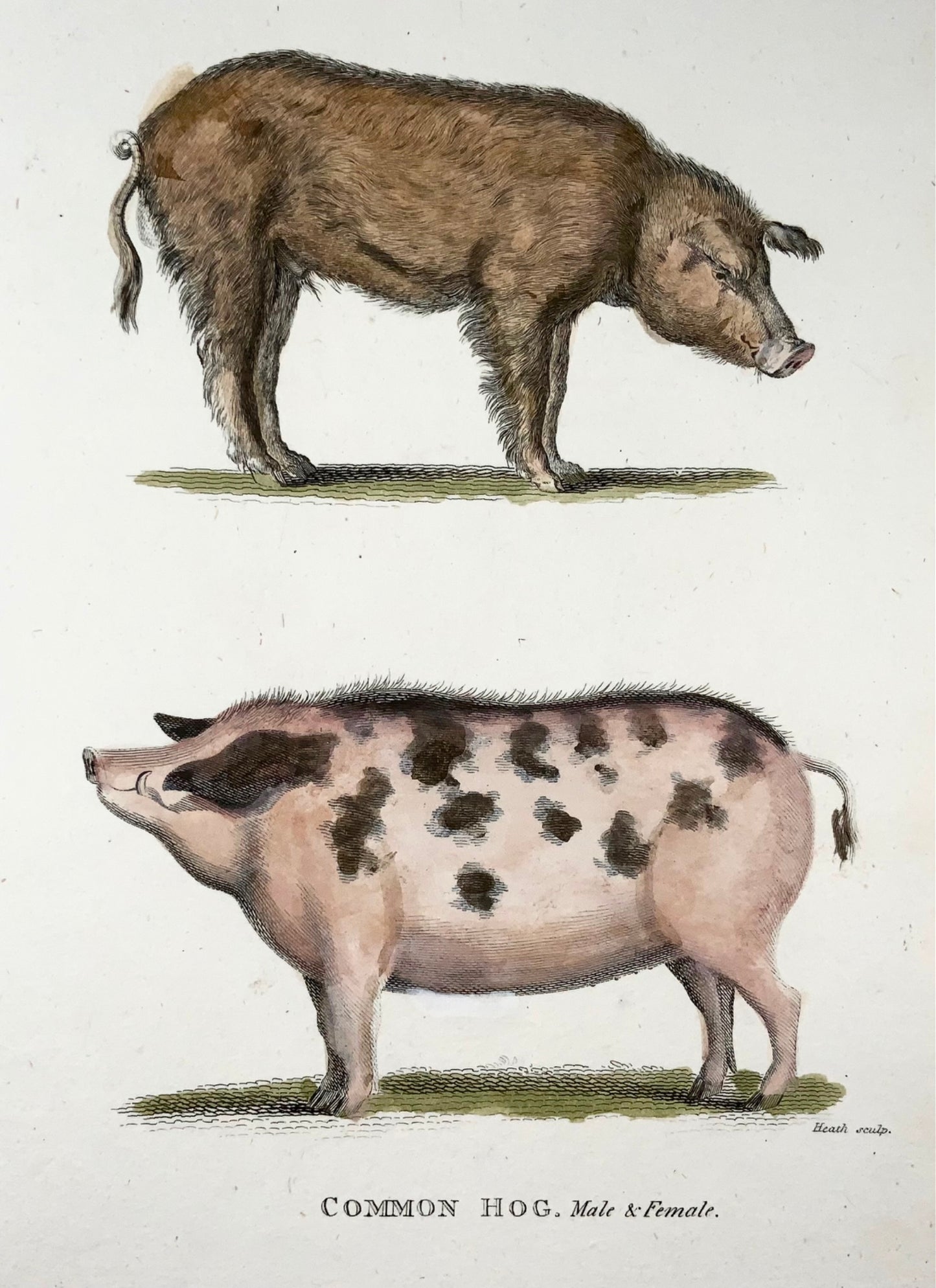 1800 Pig, Hog, mammal, Heath sculp., fine first impression, hand colour
