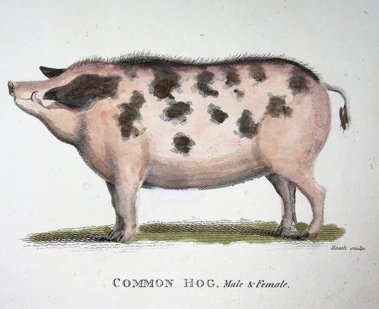1800 Pig, Hog, mammal, Heath sculp., fine first impression, hand colour