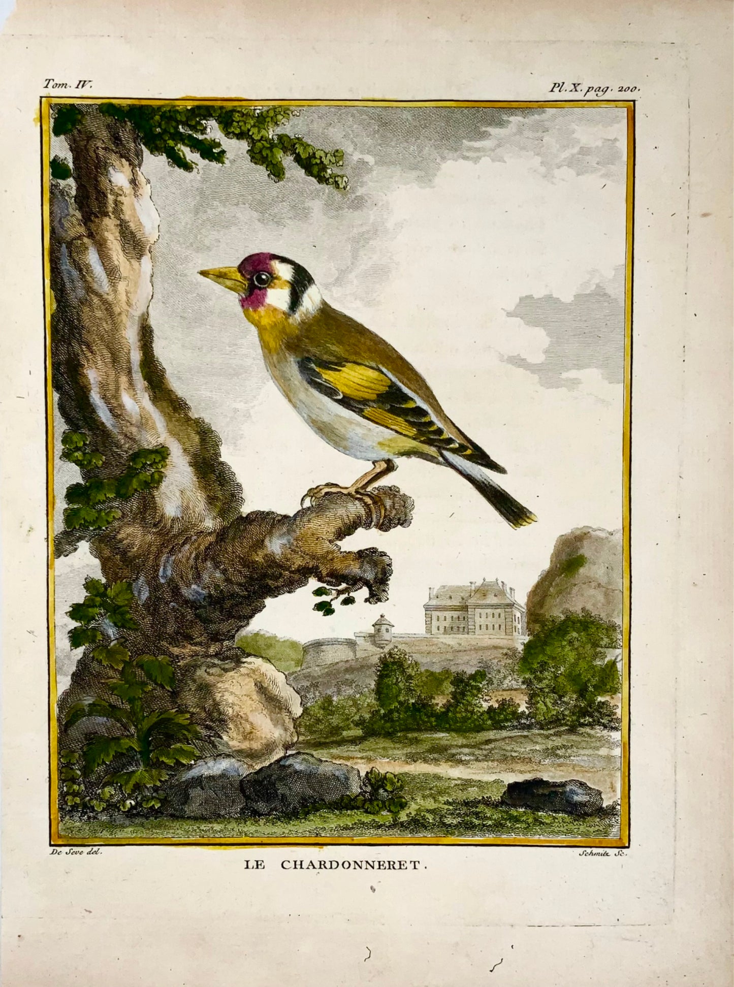 1771 Cardellino, De Seve, ornitologia, edizione grande da un quarto, incisione 