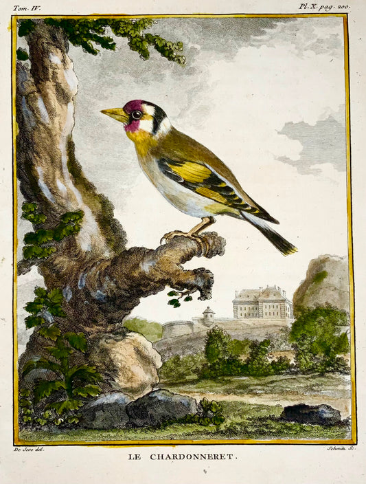1771 Goldfinch, De Seve, ornithology, large quart edition, engraving