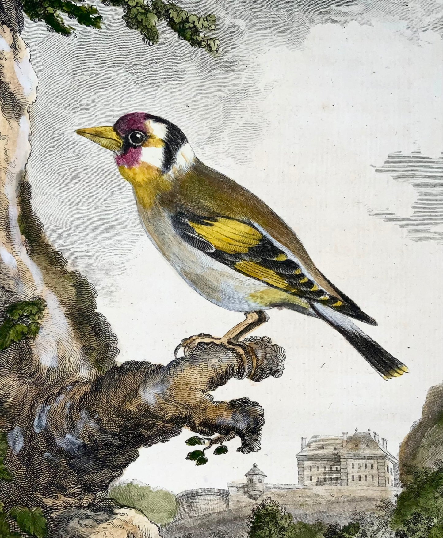1771 Cardellino, De Seve, ornitologia, edizione grande da un quarto, incisione 