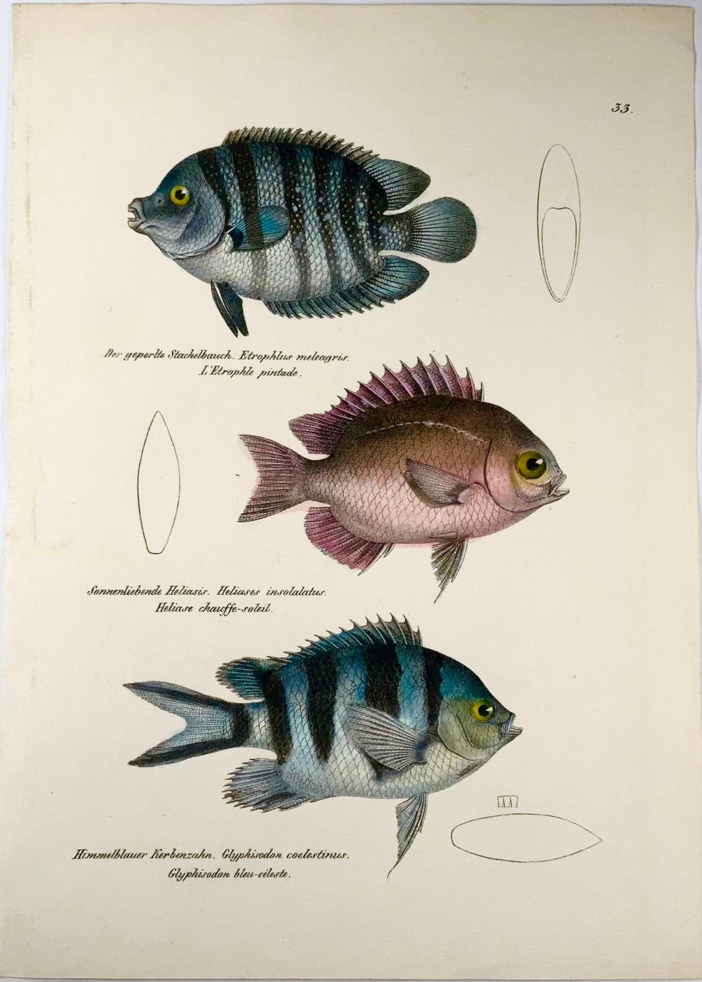 1833 Cichlid, Etroplus, Schinz (b1777), hand coloured folio, stone lithograph