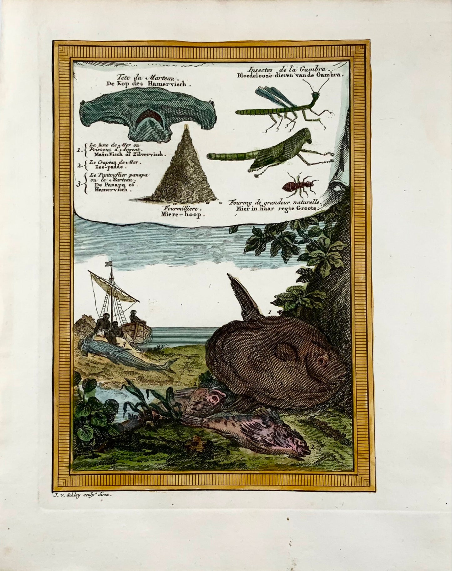 1750 Africa occidentale, animali, pesci luna, squali martello, insetti