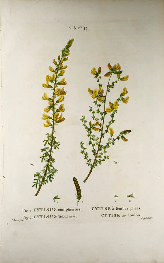 1801 Cytisus, Bessa, folio stipple engraving, hand colour, botany