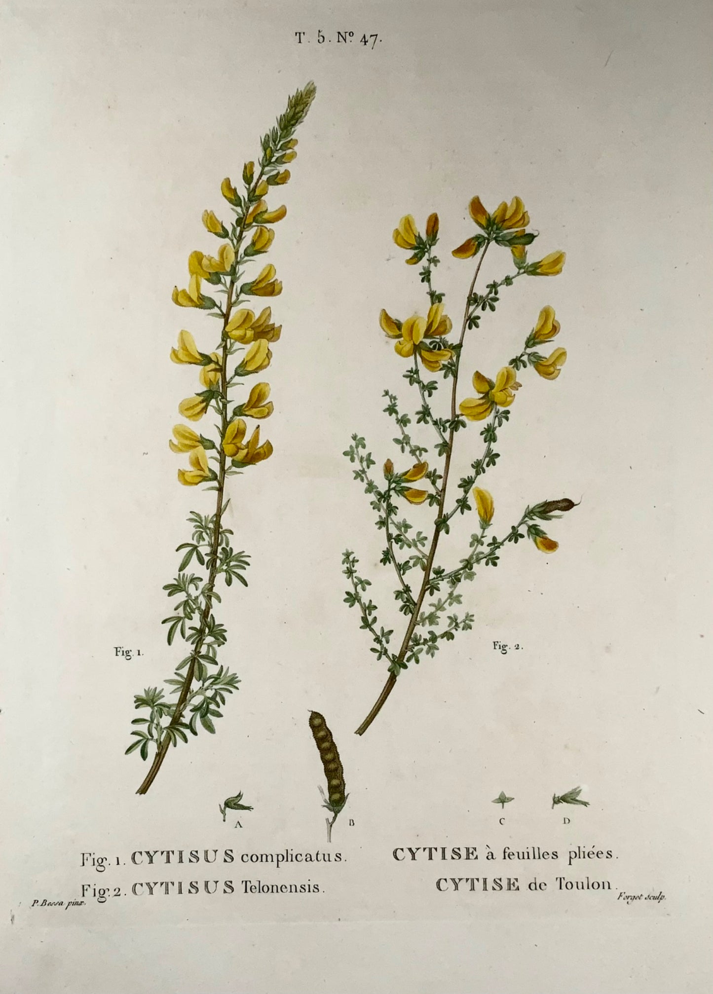 1801 Citiso, Bessa, incisione in foglio, colore a mano, botanica