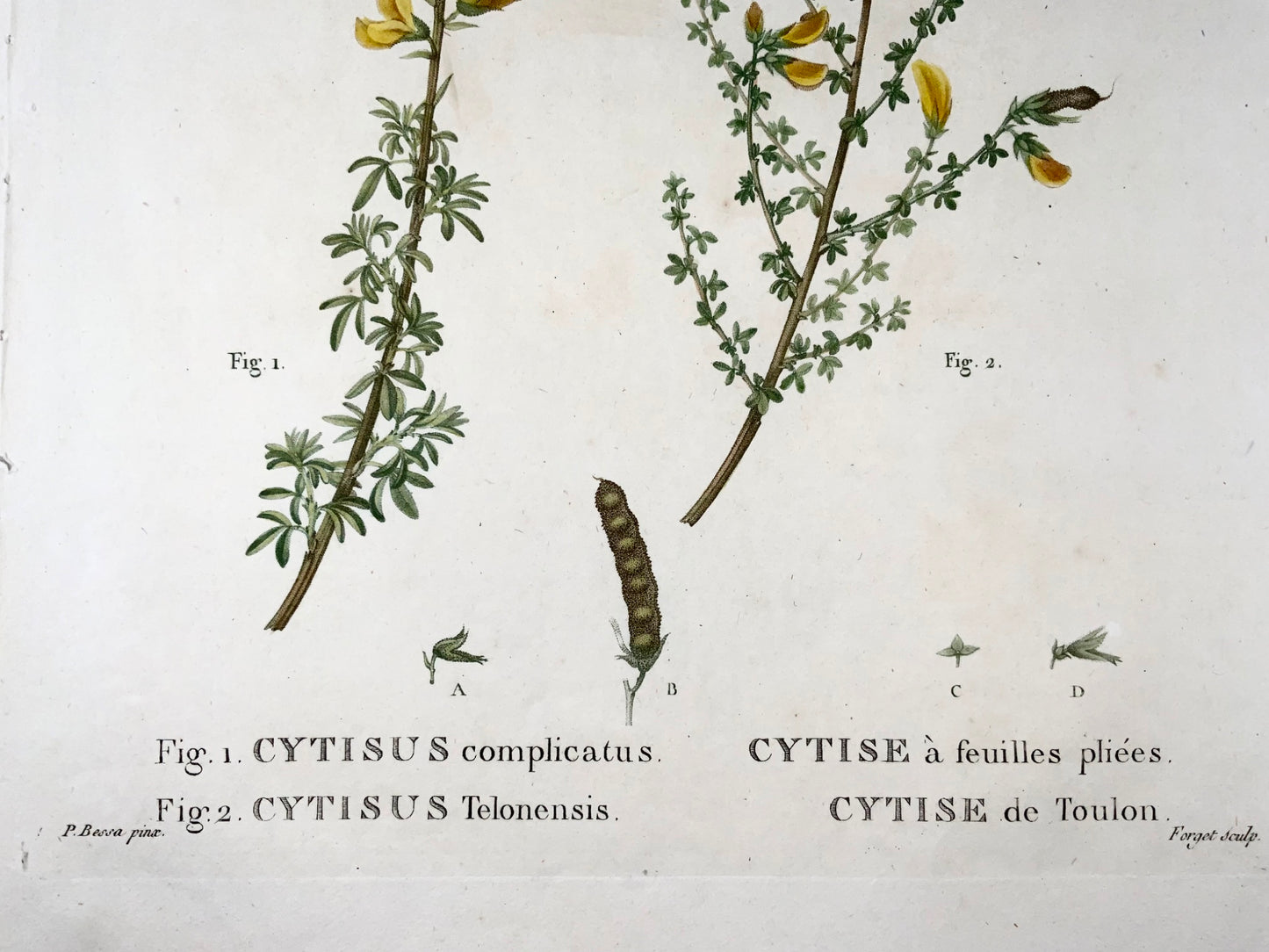 1801 Citiso, Bessa, incisione in foglio, colore a mano, botanica