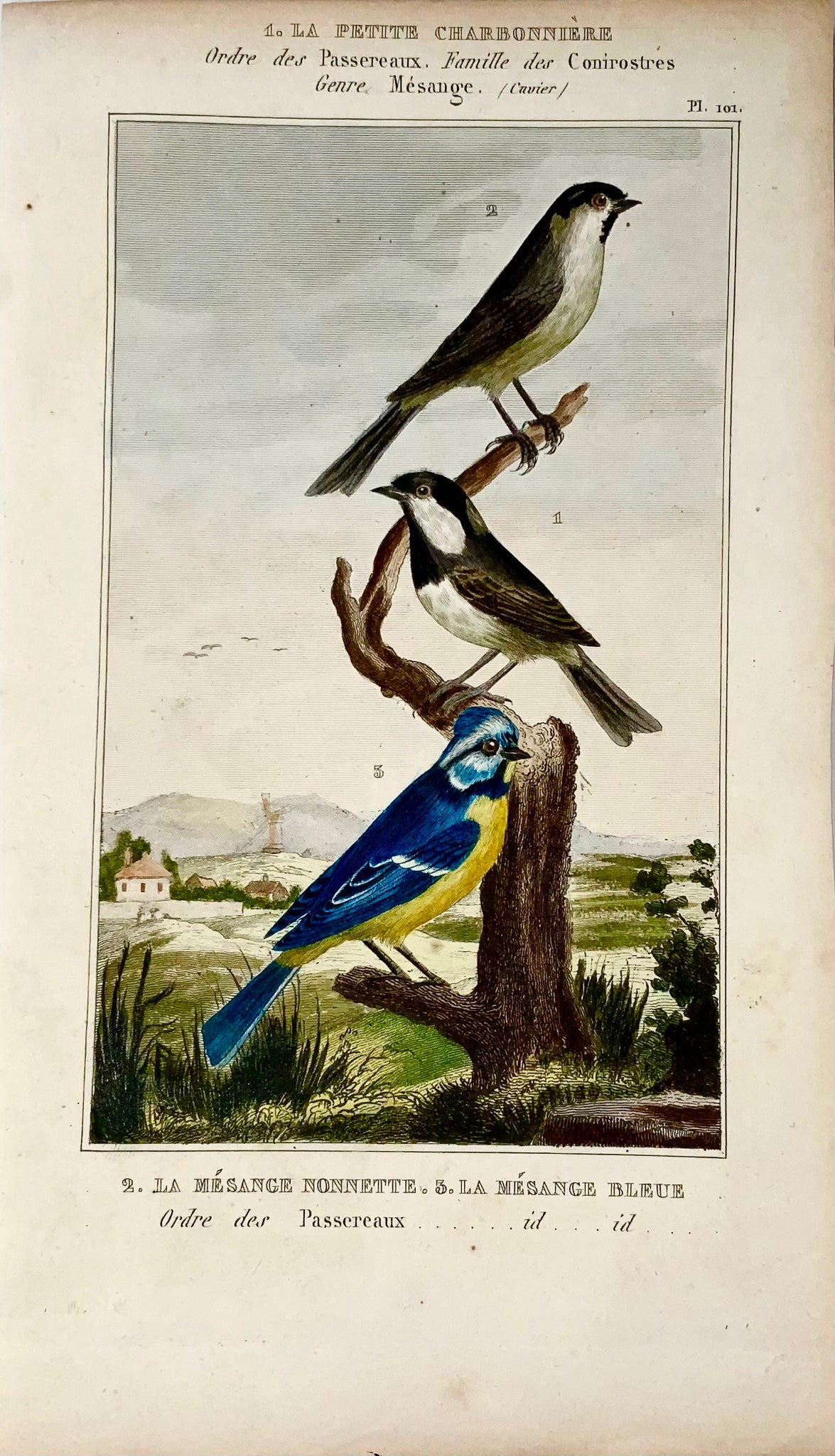1822 Mésange bleue, mésanges, ornithologie, gravure, belle couleur originale à la main