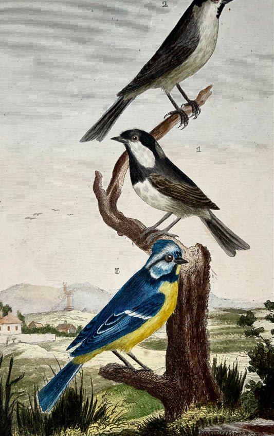 1822 Blue tit, tits, ornithology, engraving, fine original hand colour
