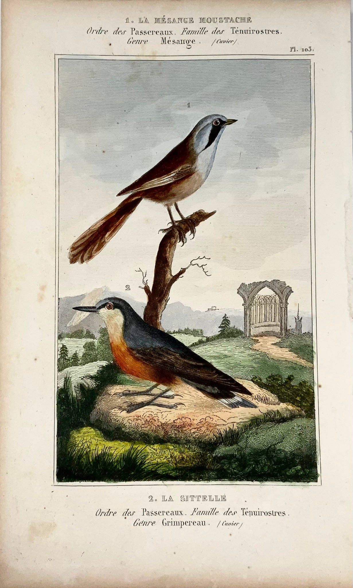 1822 Cannione, Picchio muratore, ornitologia, incisione, bel colore originale a mano