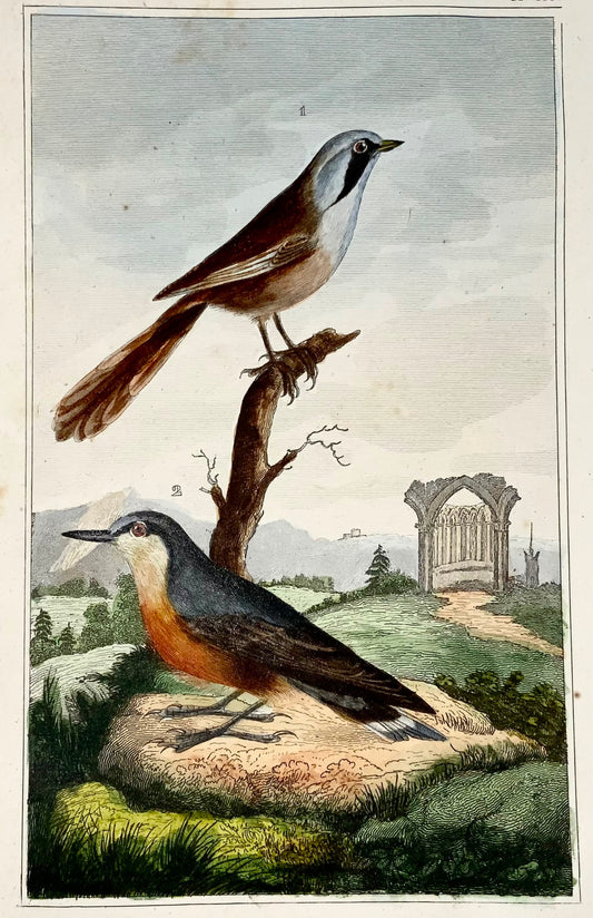 1822 Reedling, Sittelle, ornithologie, gravure, belle couleur originale à la main