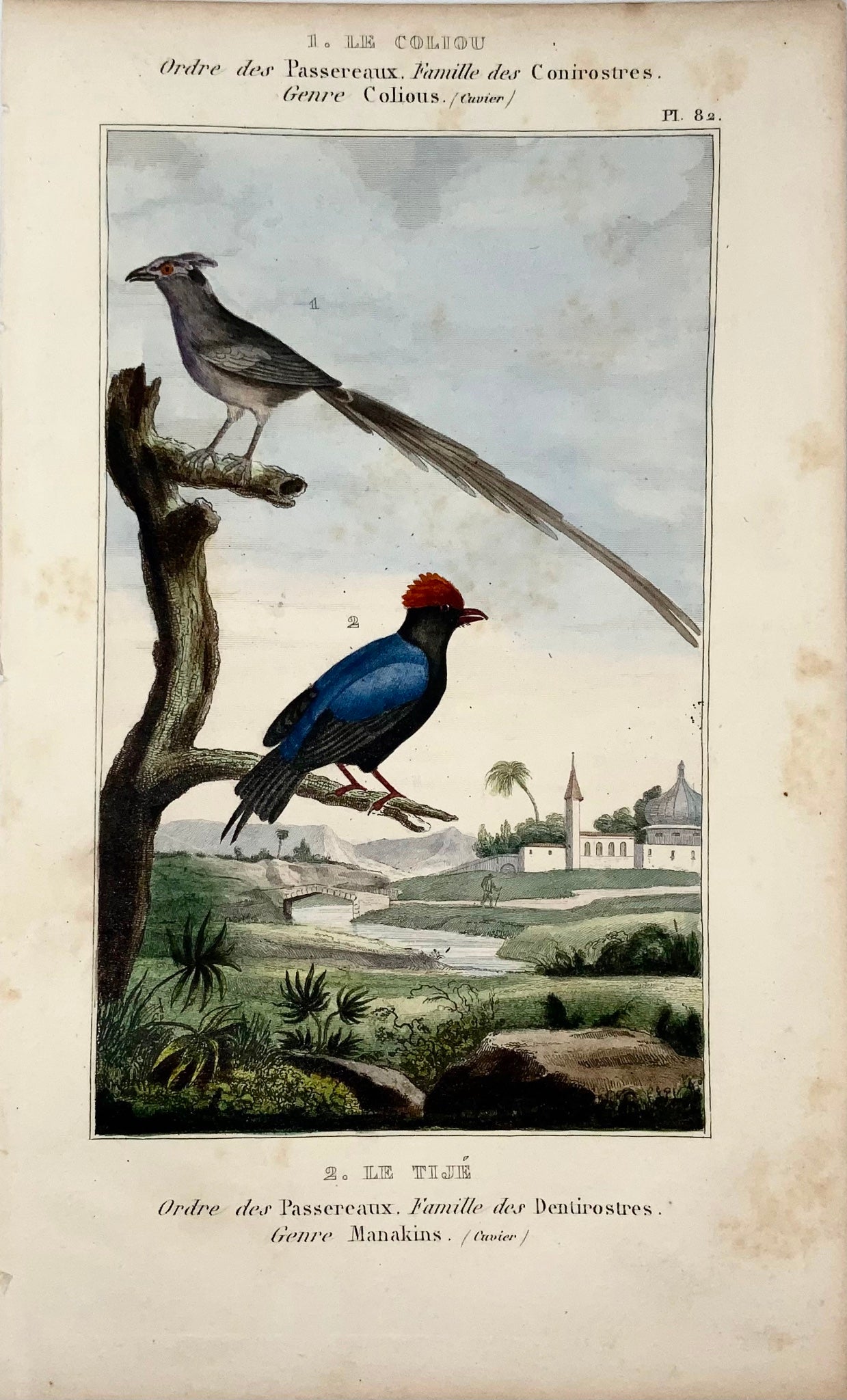 1822 Manakin, Mousebird, ornithologie, gravure, belle couleur originale à la main
