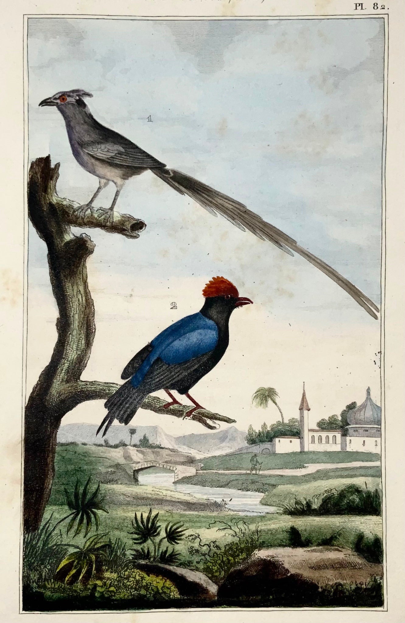 1822 Manakin, Mousebird, ornitologia, incisione, bel colore originale a mano