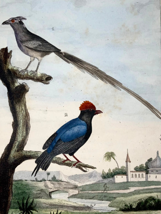 1822 Manakin, Mousebird, ornithologie, gravure, belle couleur originale à la main