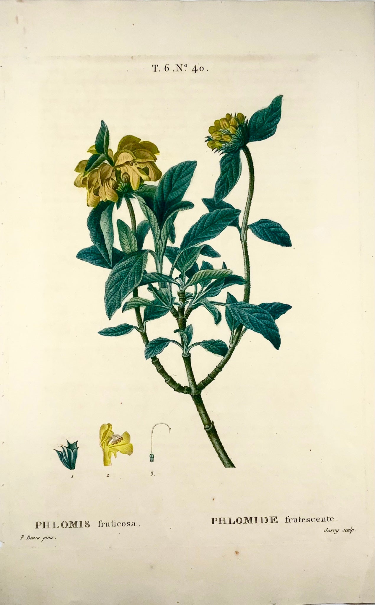 1801 Sauge de Jérusalem, Bessa, gravure en pointillé folio, couleur à la main, botanique