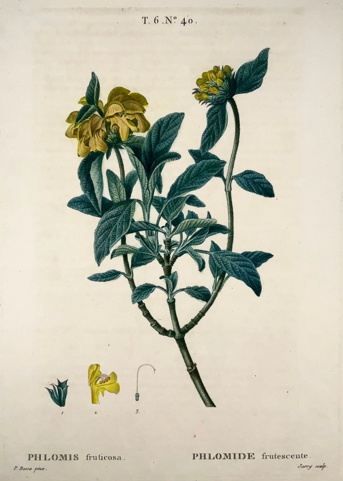 1801 Salvia di Gerusalemme, Bessa, incisione in foglio, colore a mano, botanica