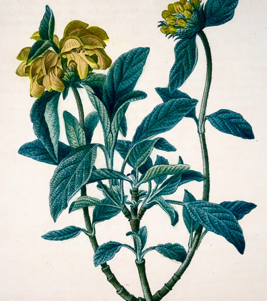 1801 Salvia di Gerusalemme, Bessa, incisione in foglio, colore a mano, botanica