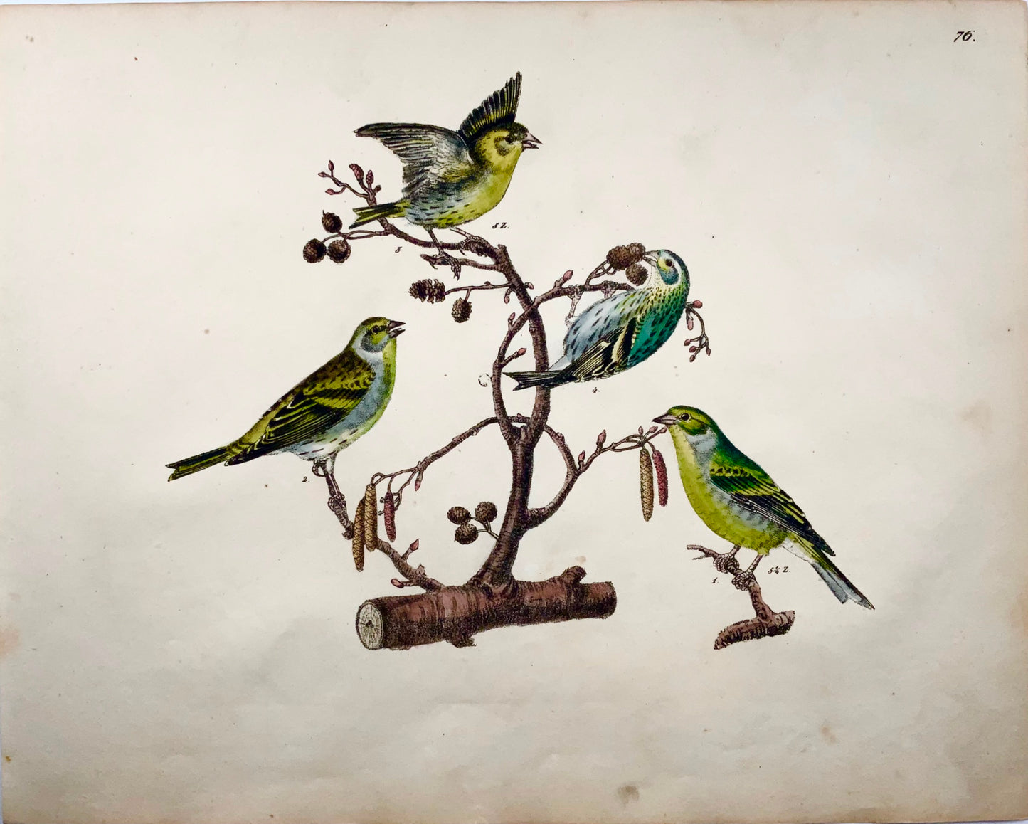1819 Canarie, fringuello, uccelli canori, ornitologia, Strack, litografia a gesso, colore a mano