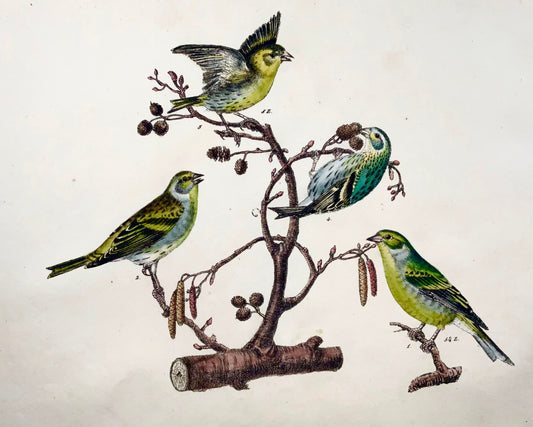 1819 Canarie, fringuello, uccelli canori, ornitologia, Strack, litografia a gesso, colore a mano