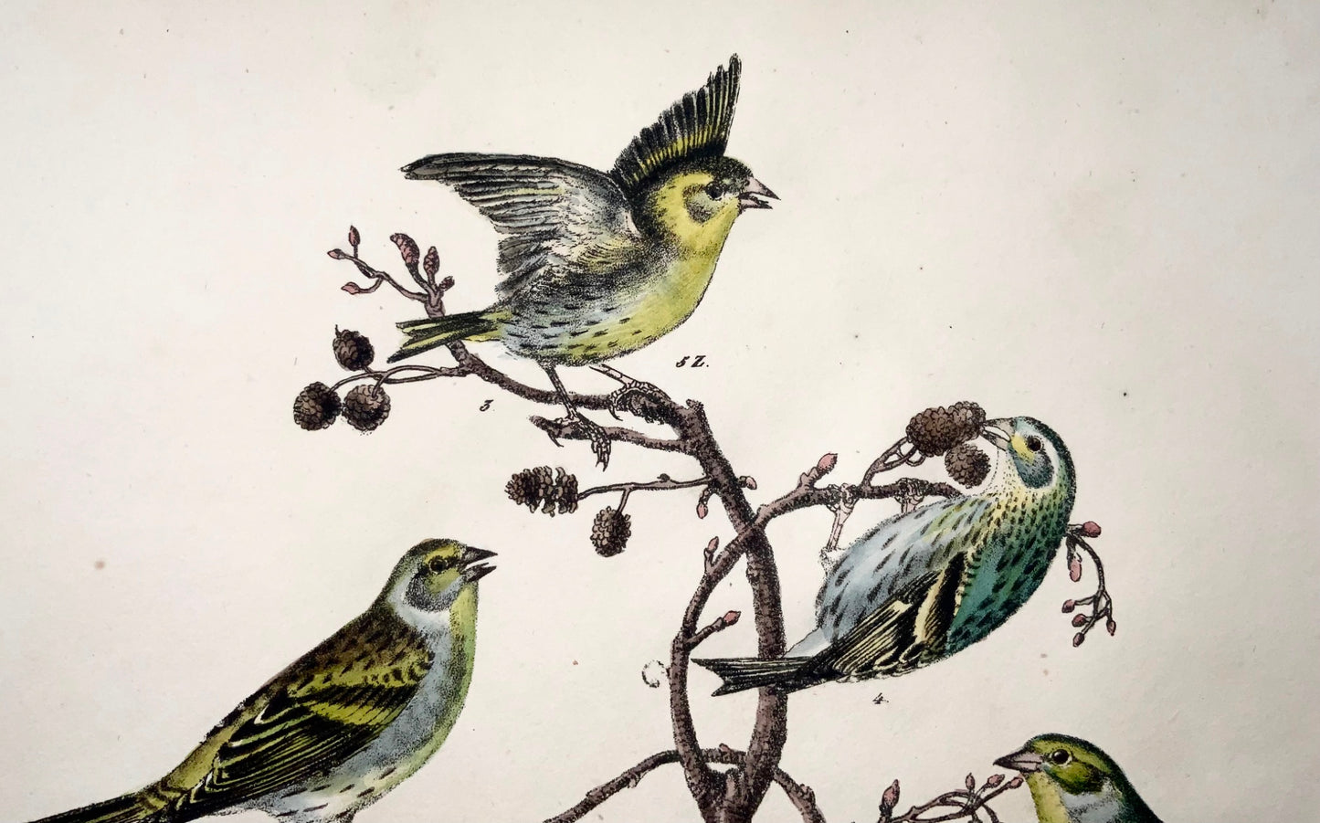 1819 Canari, pinson, oiseaux chanteurs, ornithologie, Strack, lithographie à la craie, couleur à la main