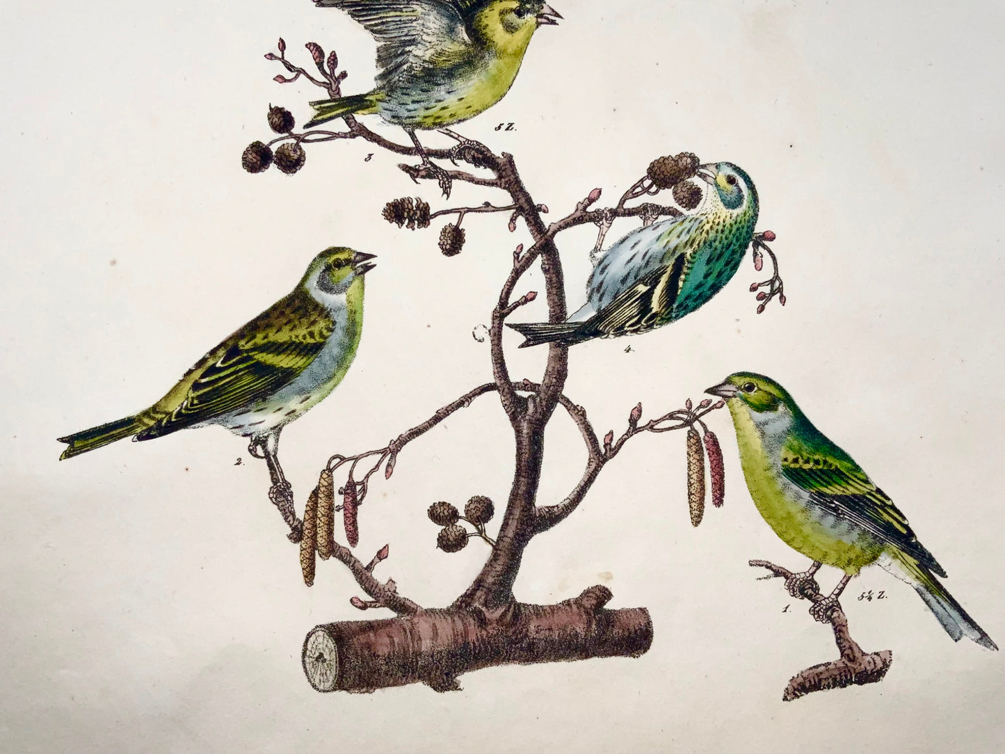 1819 Canary, finch, songbirds, ornithology, Strack, chalk lithograph, hand colour