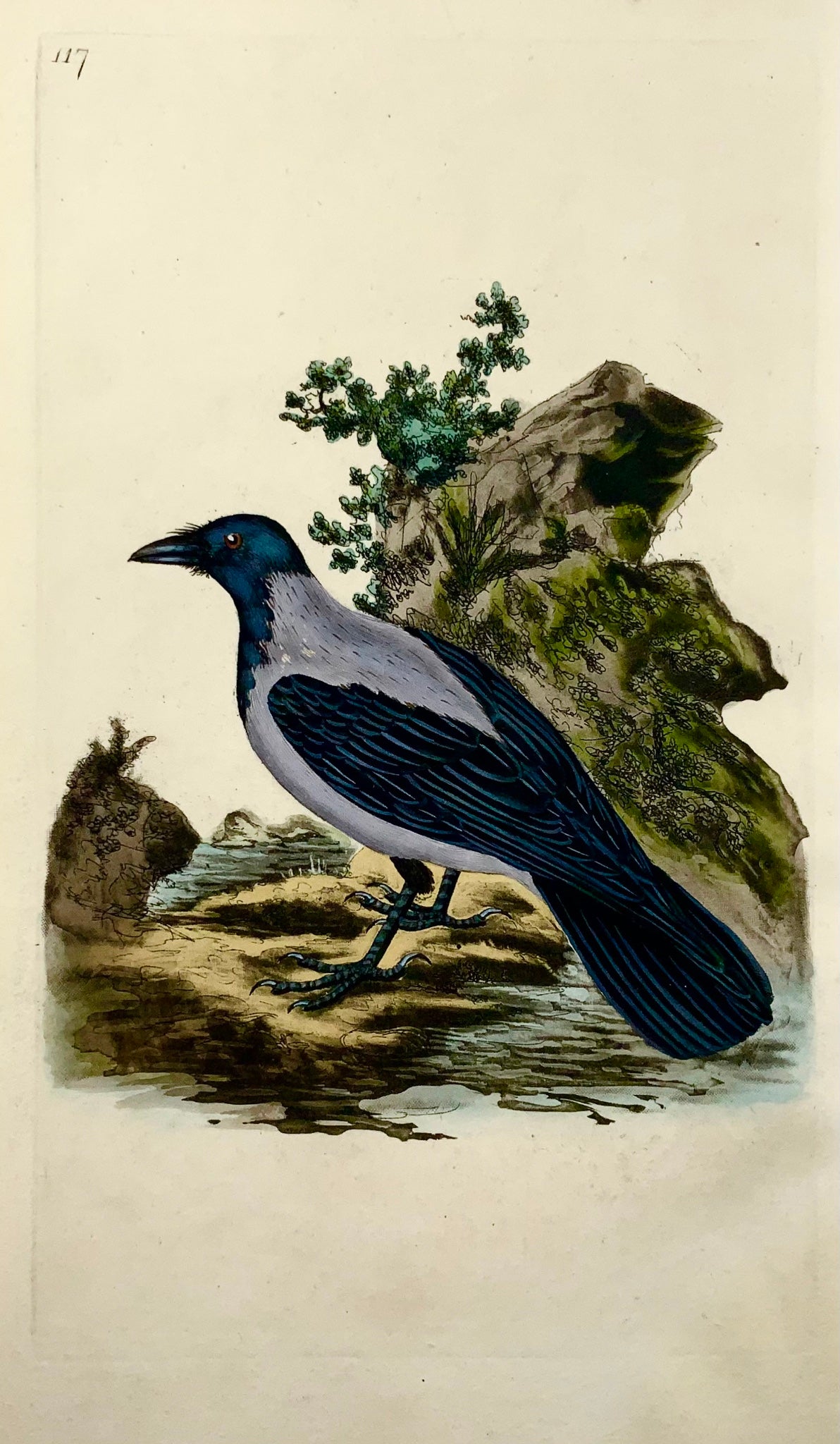1794 Cornacchia grigia, Edward Donovan, ornitologia, incisione fine colorata a mano 