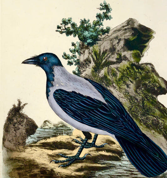 1794 Hooded Crow, Edward Donovan, ornithology, fine hand coloured engraving