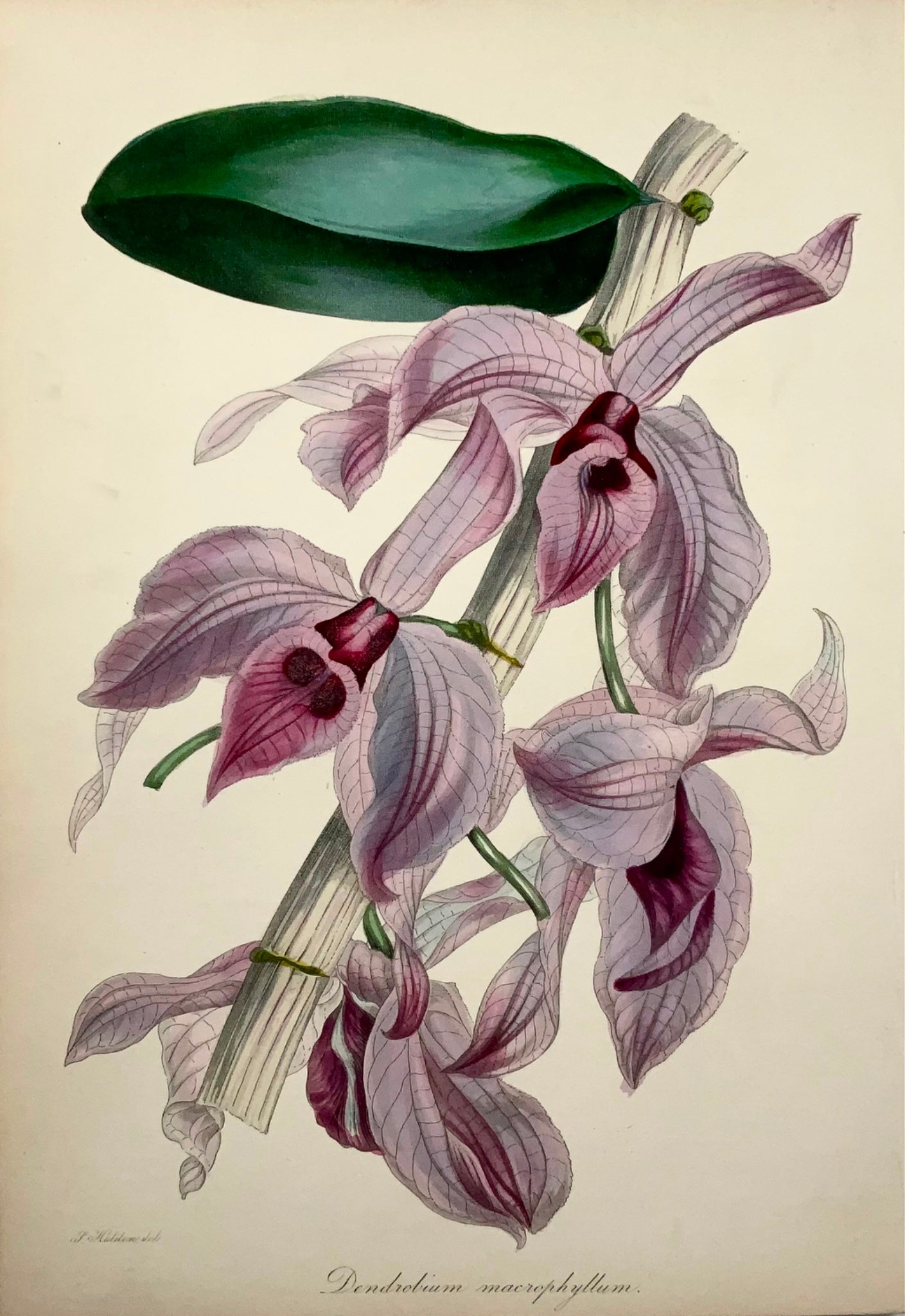 1841 Dendrobium macrophyllum, orchid, Holden, fine hand colour, botany