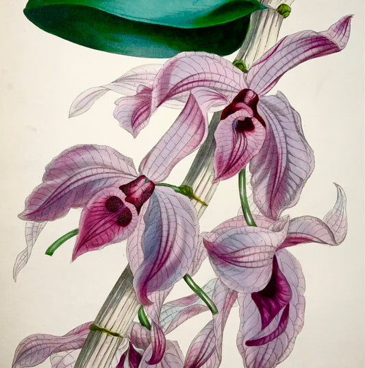 1841 Dendrobium macrophyllum, orchidea, Holden, colore a mano fine, botanica