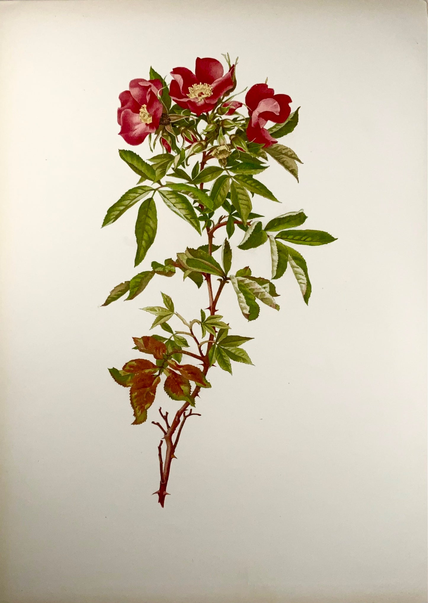 1914 Rosa Carolina, foglio grande 37 cm, Willmott, Alfred Parsons, botanica