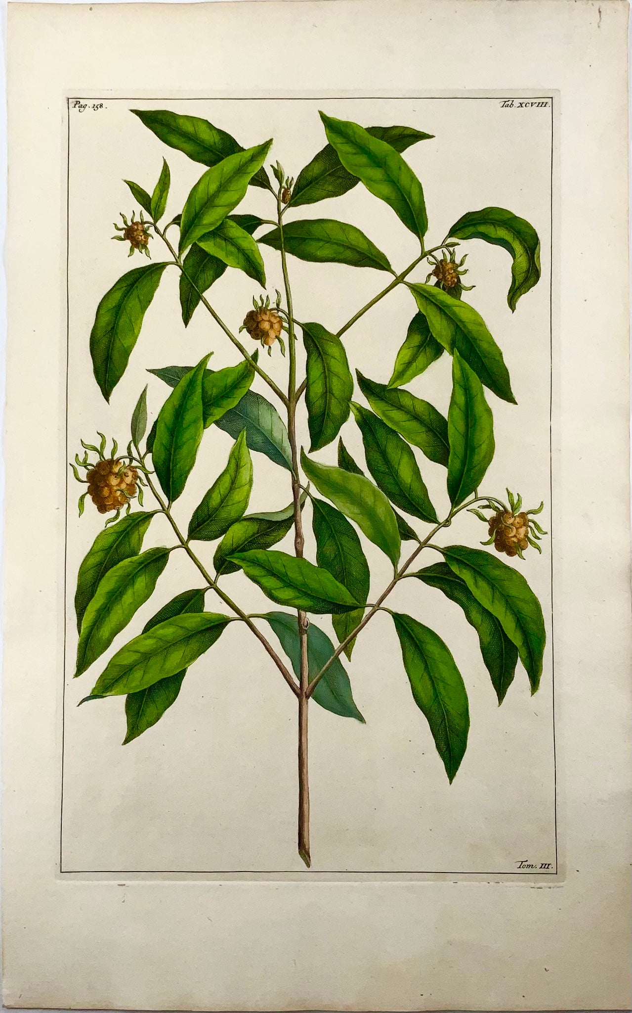 1741 Morinda, Rumpf, Herbarium Amboinense, Indonesia, colore a mano, foglio, botanica