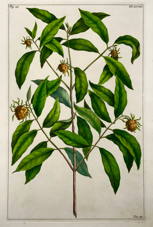 1741 Morinda, Rumpf, Herbarium Amboinense, Indonesia, colore a mano, foglio, botanica