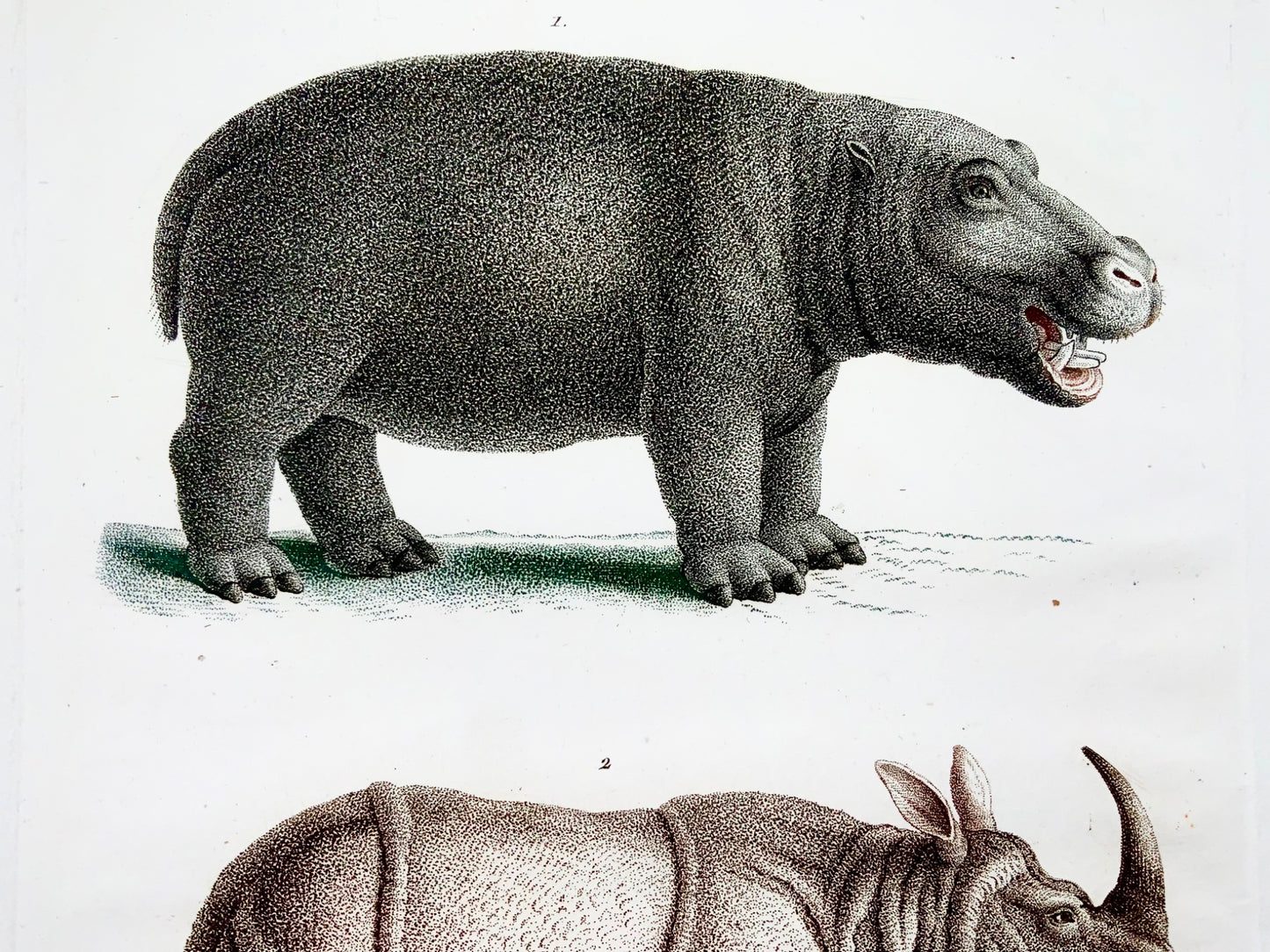 1808 Rhinoceros, Hippopotamus, J. B. Huet [b1745]; hand col stipple engraving, mammals
