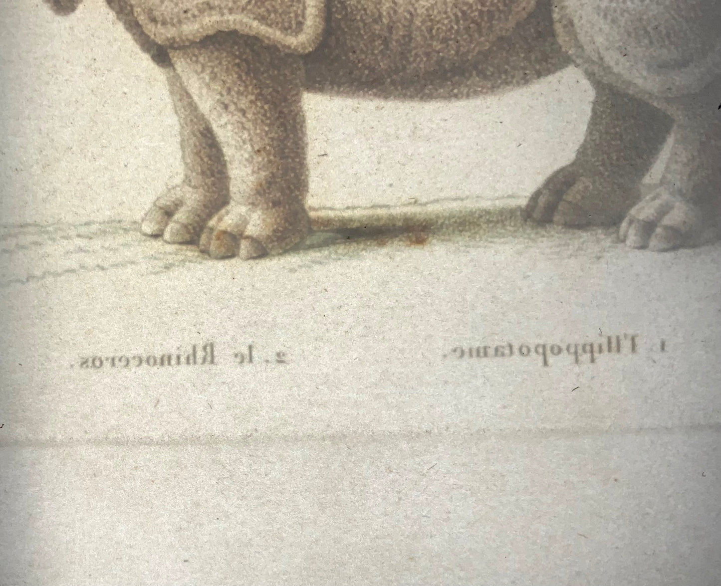 1808 Rinoceronte, Ippopotamo, JB Huet [b1745]; incisione a mano con imbianchino, mammiferi