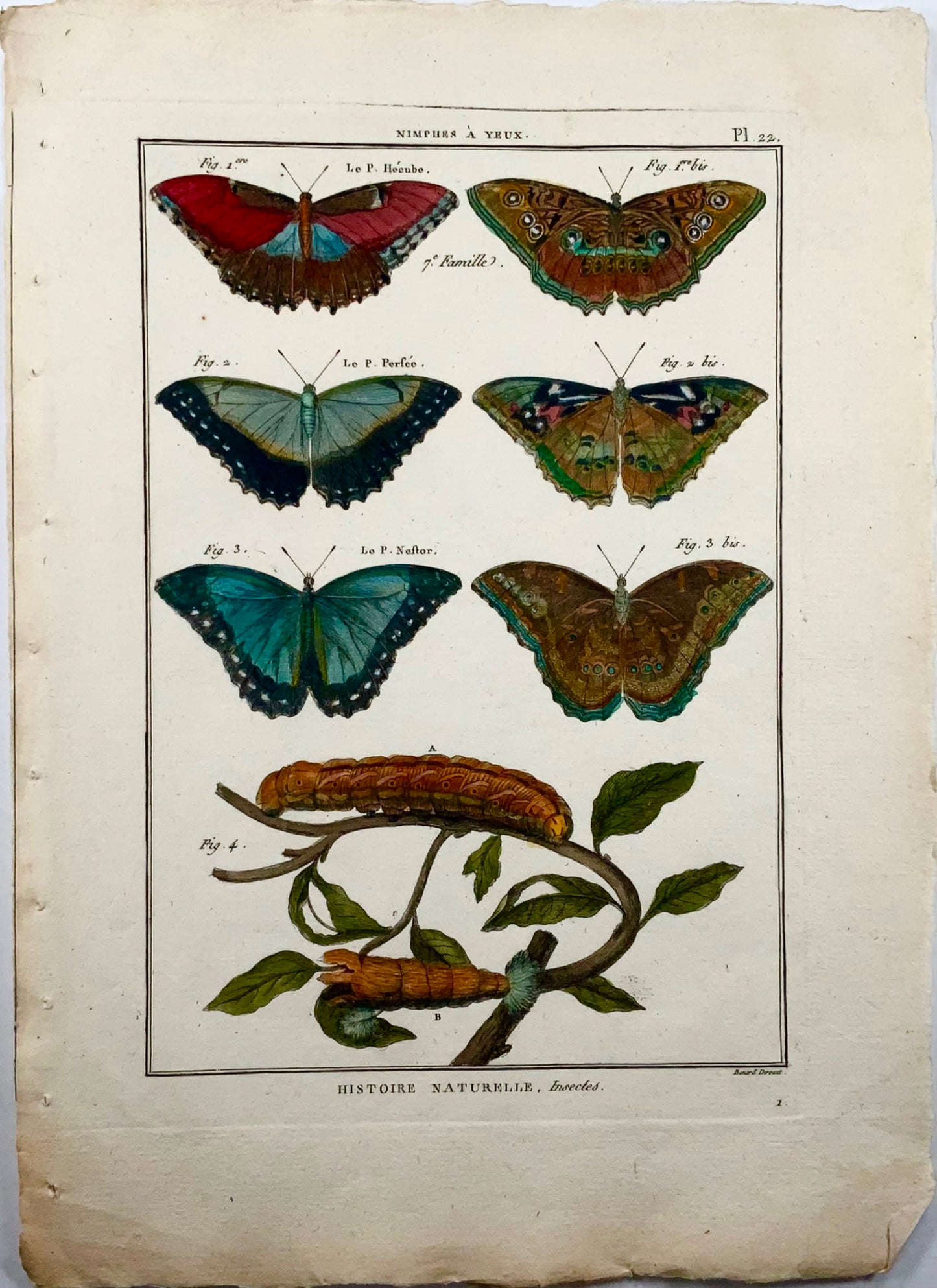 1794 Butterflies, Nymphes, Latreille, hand coloured quarto engraving, insects