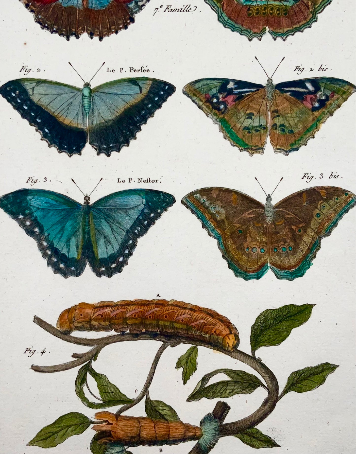 1794 Farfalle, Ninfe, Latreille, incisione in quarto colorata a mano, insetti