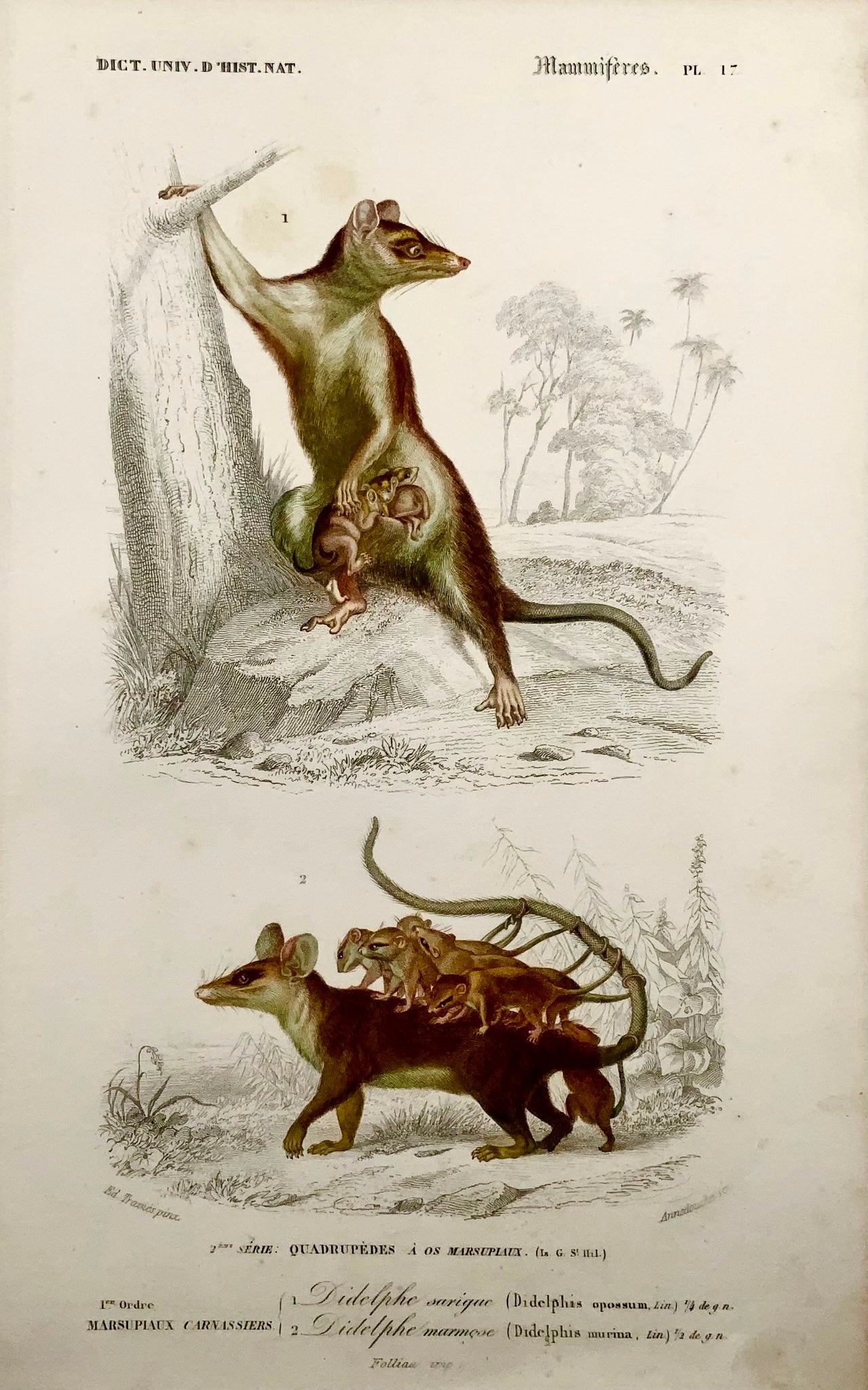 1840 Opossum di topo, marsupiali, Ed Travies, colore a mano, incisione, mammiferi