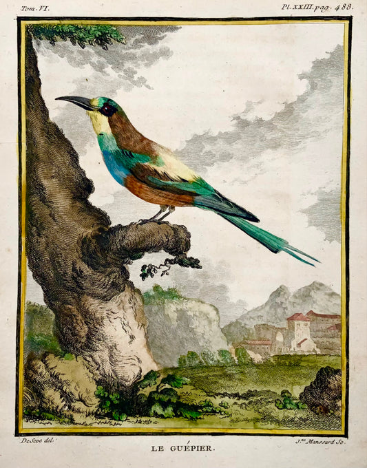 1771 Gruccione, De Seve, ornitologia, edizione grande in quarto, incisione 