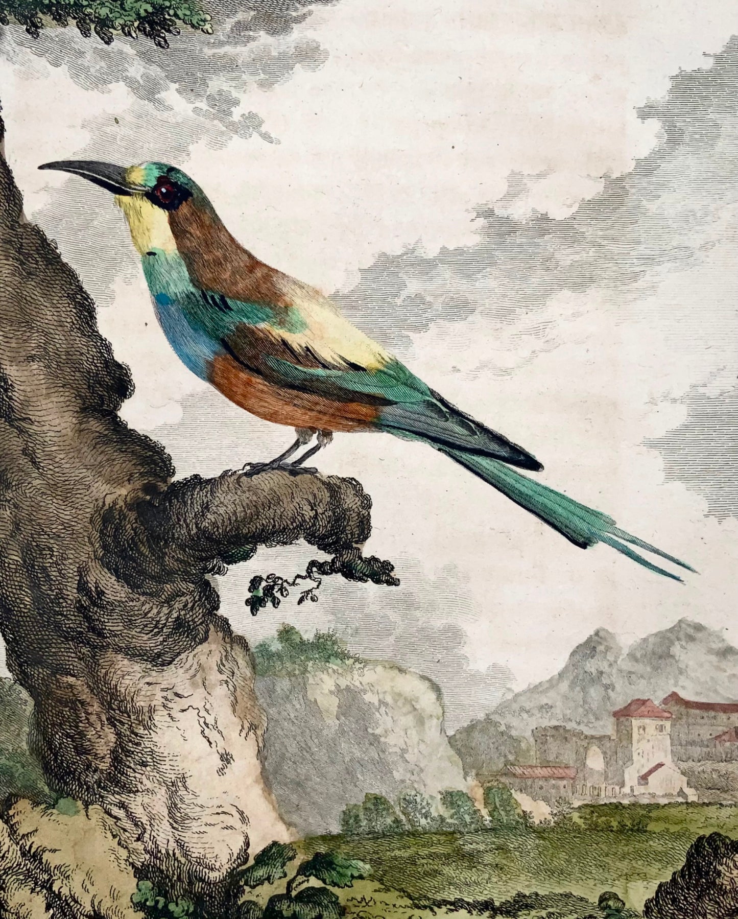 1771 Bee-Eater, De Seve, ornithology, large quarto edition, engraving