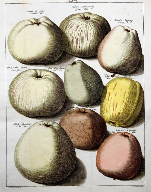 1758 Mele, frutta, incisione su rame in folio secondo Knoop di Folkema, botanica 