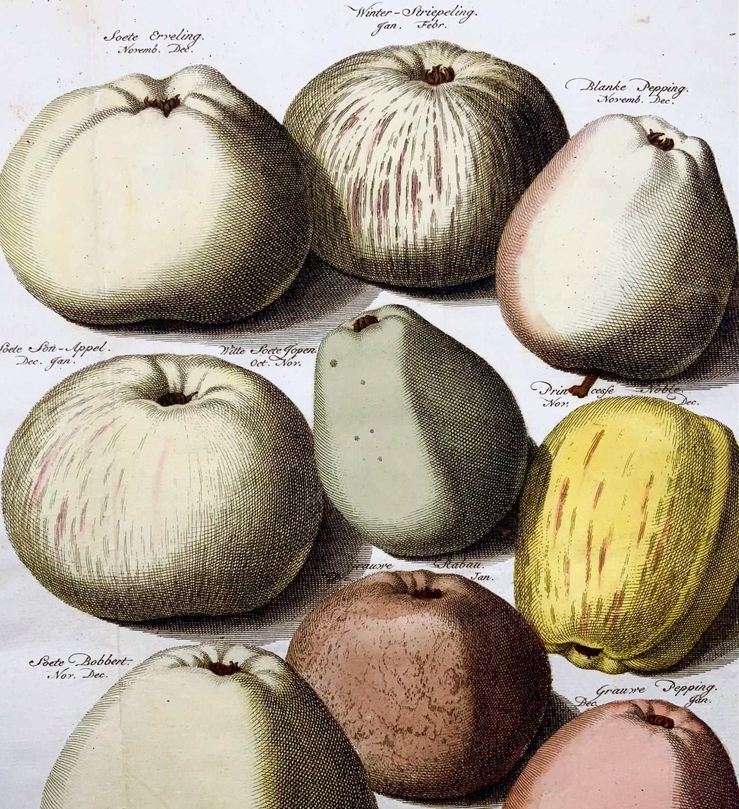 1758 Pommes, fruits, gravure sur cuivre in-folio d'après Knoop par Folkema, botanique 