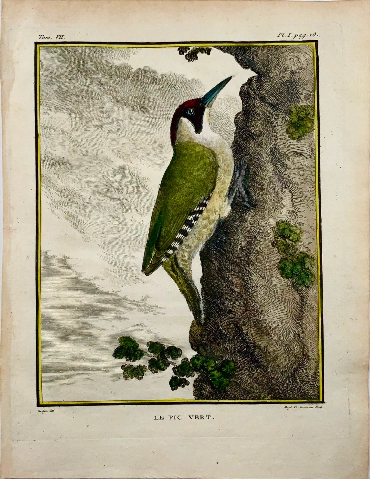 1771 Woodpecker, De Seve, ornithology, large quarto edition, engraving