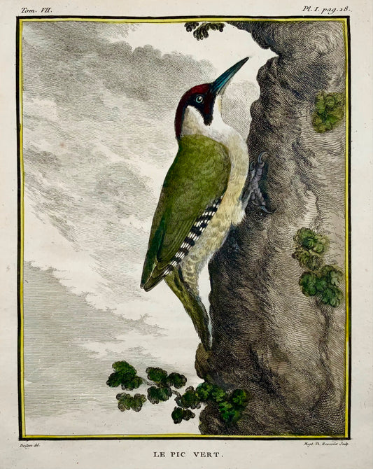 1771 Picchio, De Seve, ornitologia, edizione grande in quarto, incisione 
