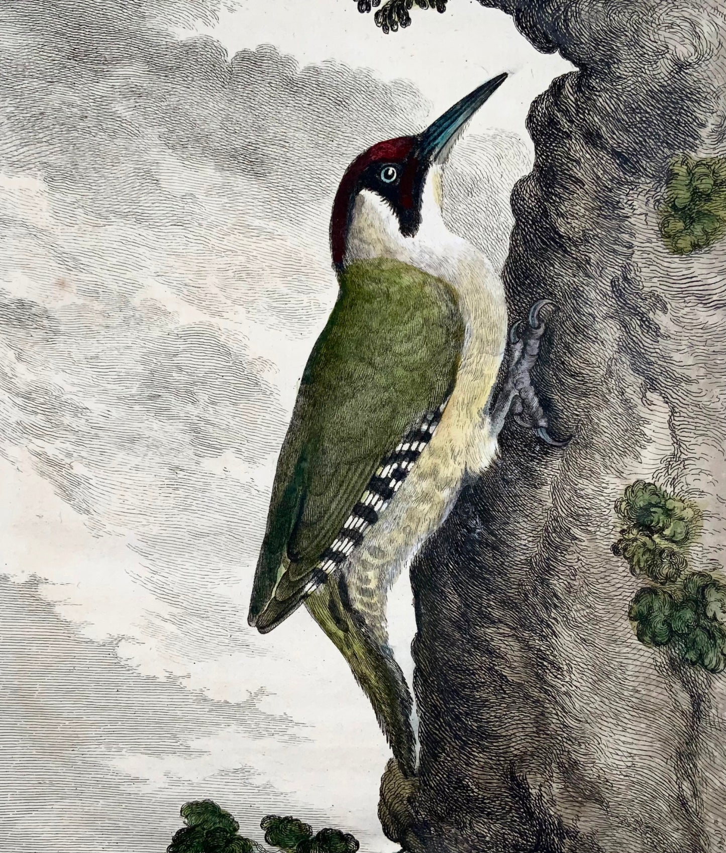 1771 Woodpecker, De Seve, ornithology, large quarto edition, engraving