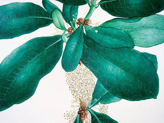 1810 c Ecole Allemande, Garcinia, Saptree, Fruit du Singe, 58cm, gouache botanique
