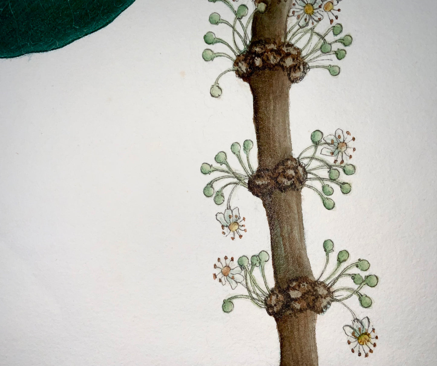 1810 c Scuola tedesca, Garcinia, Saptree, Monkey Fruit, 58 cm, tempera botanica