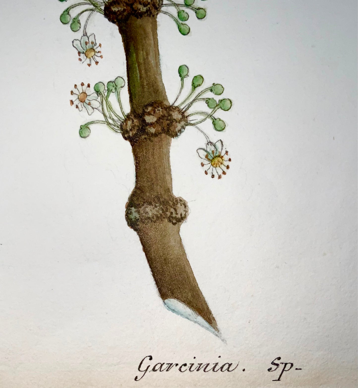 1810 c German School, Garcinia, Saptree, Monkey Fruit, 58cm, botanical gouache