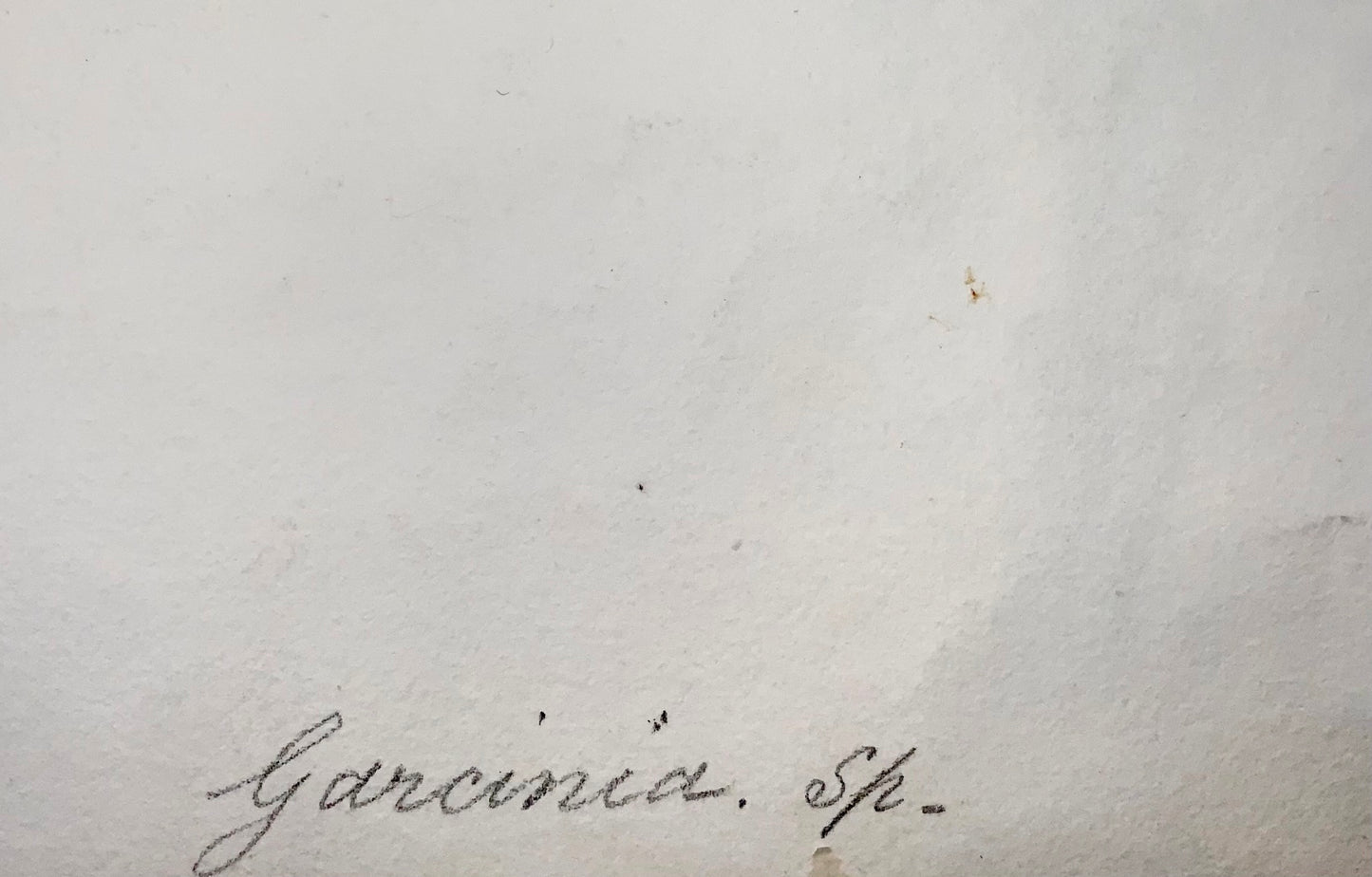1810 c German School, Garcinia, Saptree, Monkey Fruit, 58cm, botanical gouache