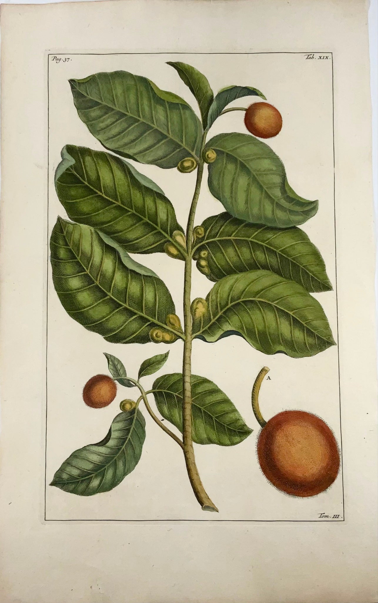 1741 Neolamarckia, Rumpf (Rumpfius), GE (B1627), botanique, tropical, folio 