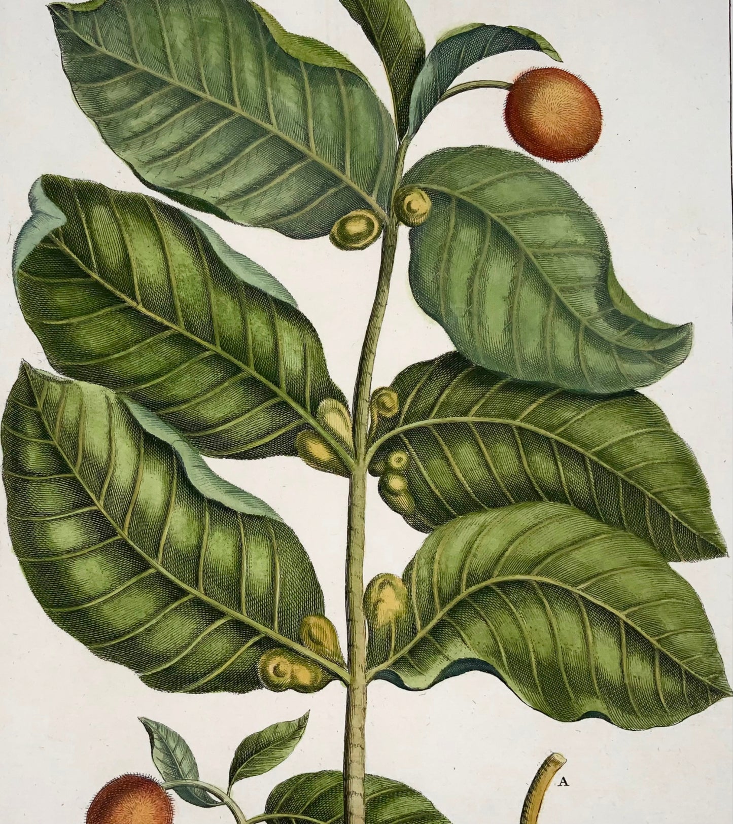 1741 Neolamarckia, Rumpf (Rumpfius), GE (B1627), botanique, tropical, folio 
