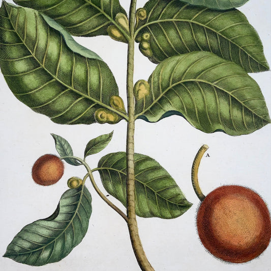 1741 Neolamarckia, Rumpf (Rumpfius), GE (B1627), botanico, tropicale, folio 